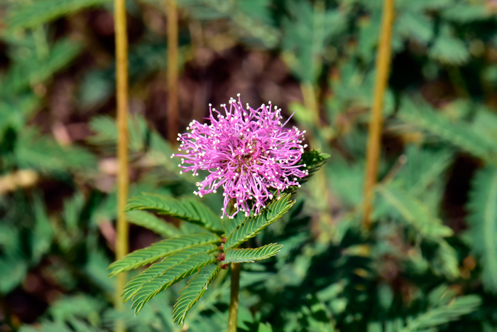 Roemer's Mimosa has pink or lavender, showy puff-ball type flowers. The “puff-ball” flowers each have several small individual flowers that have 5 petals and 8 to 10 protruding yellow or gold tipped stamen with pink filaments and yellow anthers. Mimosa roemeriana